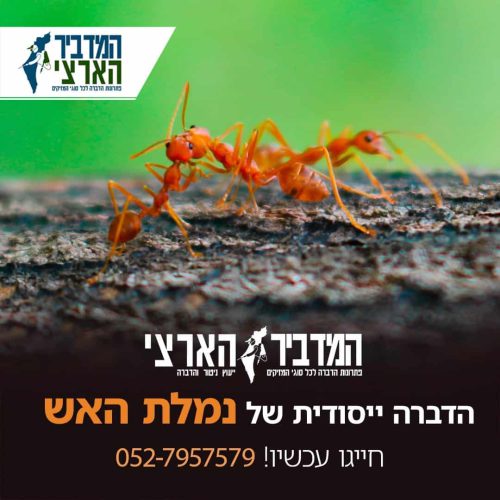 whatsapp-image-2024-12-25-at-18-11-00-2-jpeg