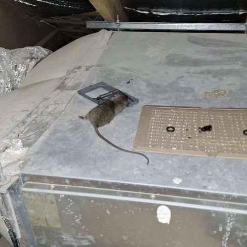 whatsapp-image-2025-01-01-at-14-14-18-jpeg